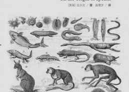 物种起源,揭示生命演化的奥秘之旅