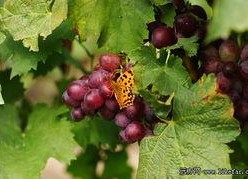 葡萄的眼泪,探寻葡萄酒背后的感人故事