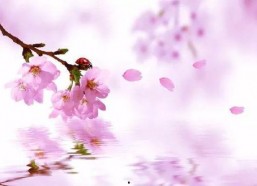 桃花落,春意盎然的诗意画卷